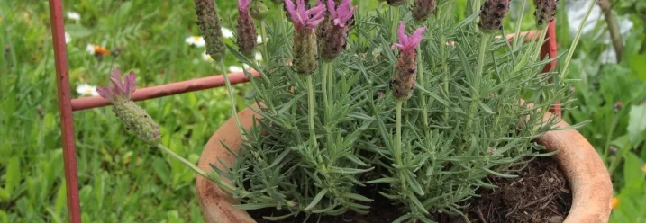 Lavendel in einem Topf